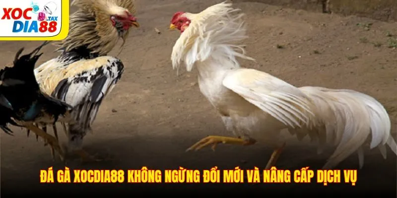 Đá Gà Xocdia88 2 Đá gà Xocdia88 không ngừng đổi mới và nâng cấp dịch vụ