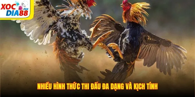 Đá Gà Xocdia88 3 Nhiều hình thức thi đấu đa dạng và kịch tính